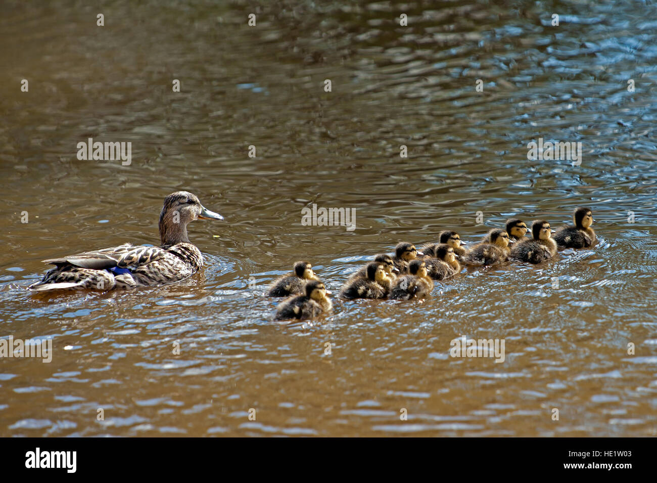 La femmina Germano Reale o anatra selvatica (Anas platyrhynchos) con le sue dodici anatroccoli nel fiume Fyris, Uppland, Svezia Foto Stock