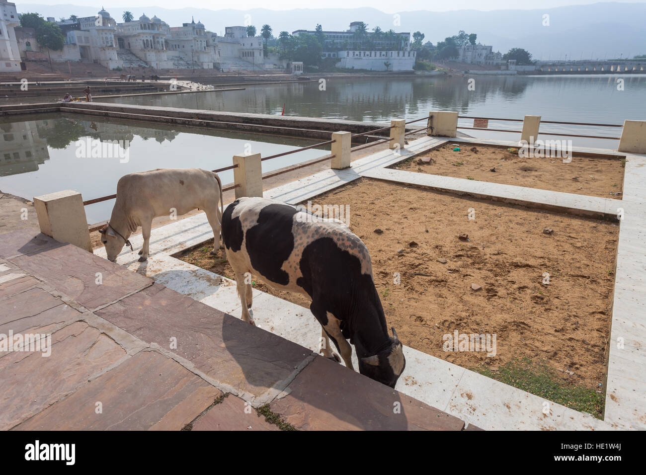 Vista sul ghats di Udaipur, Rajasthan, India, con due delle vacche sacre rovistando tra le fasi. Foto Stock