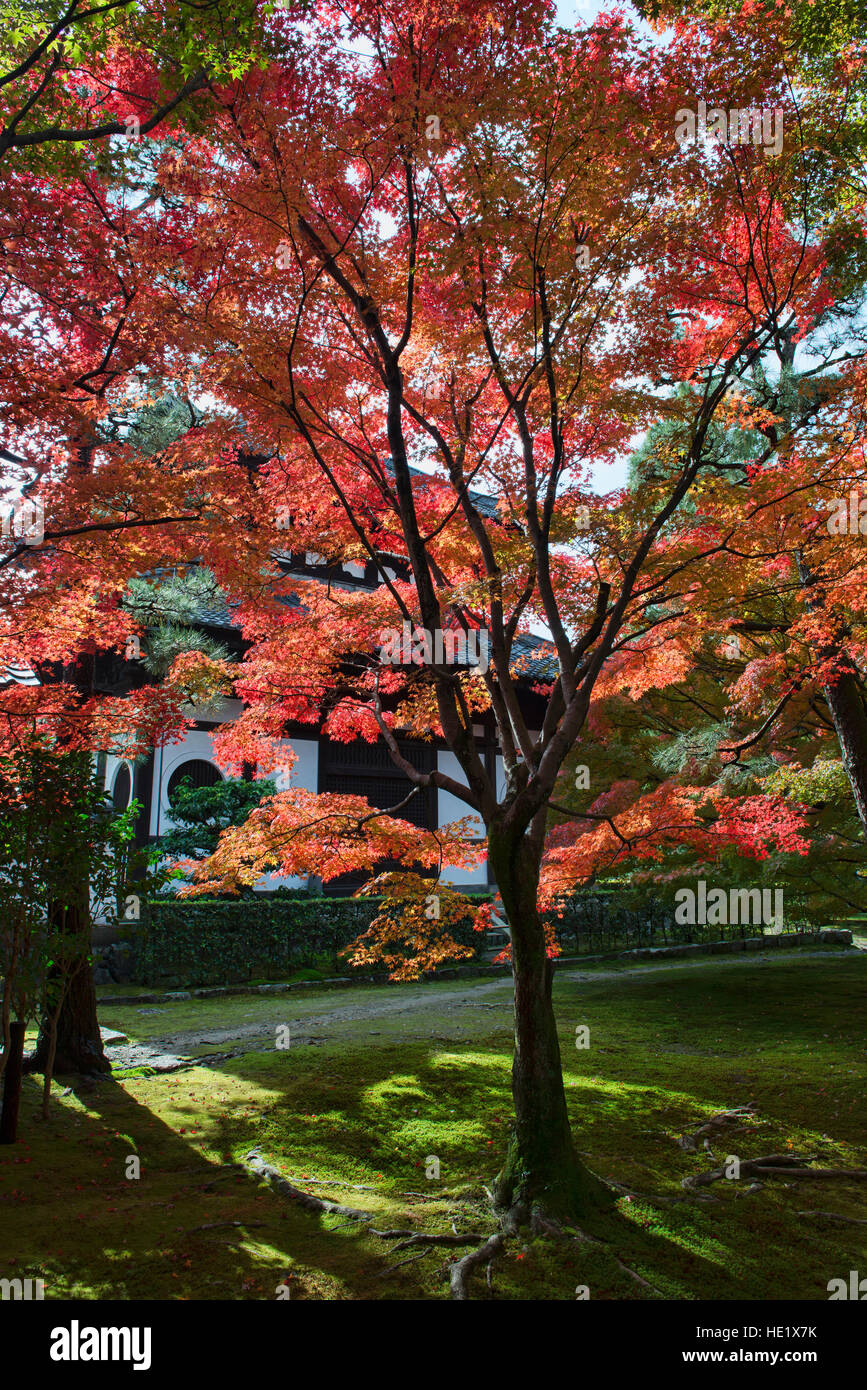 Foglie di autunno a colori alla Tofuku-ji, Kyoto, Giappone Foto Stock