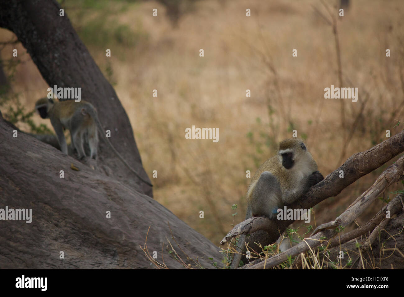 Le scimmie Vervet a giocare Foto Stock