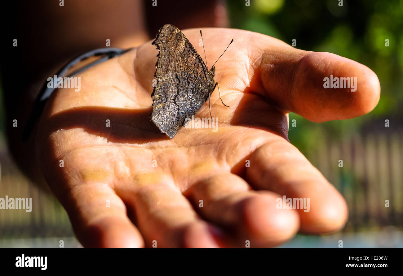 Farfalla insetto seduto sulla mano di uomo Foto Stock