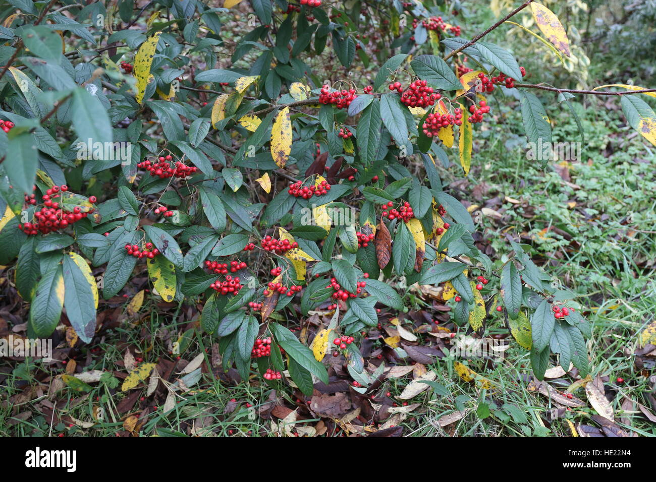 Holly bush con un sacco di bacche rosse Foto Stock