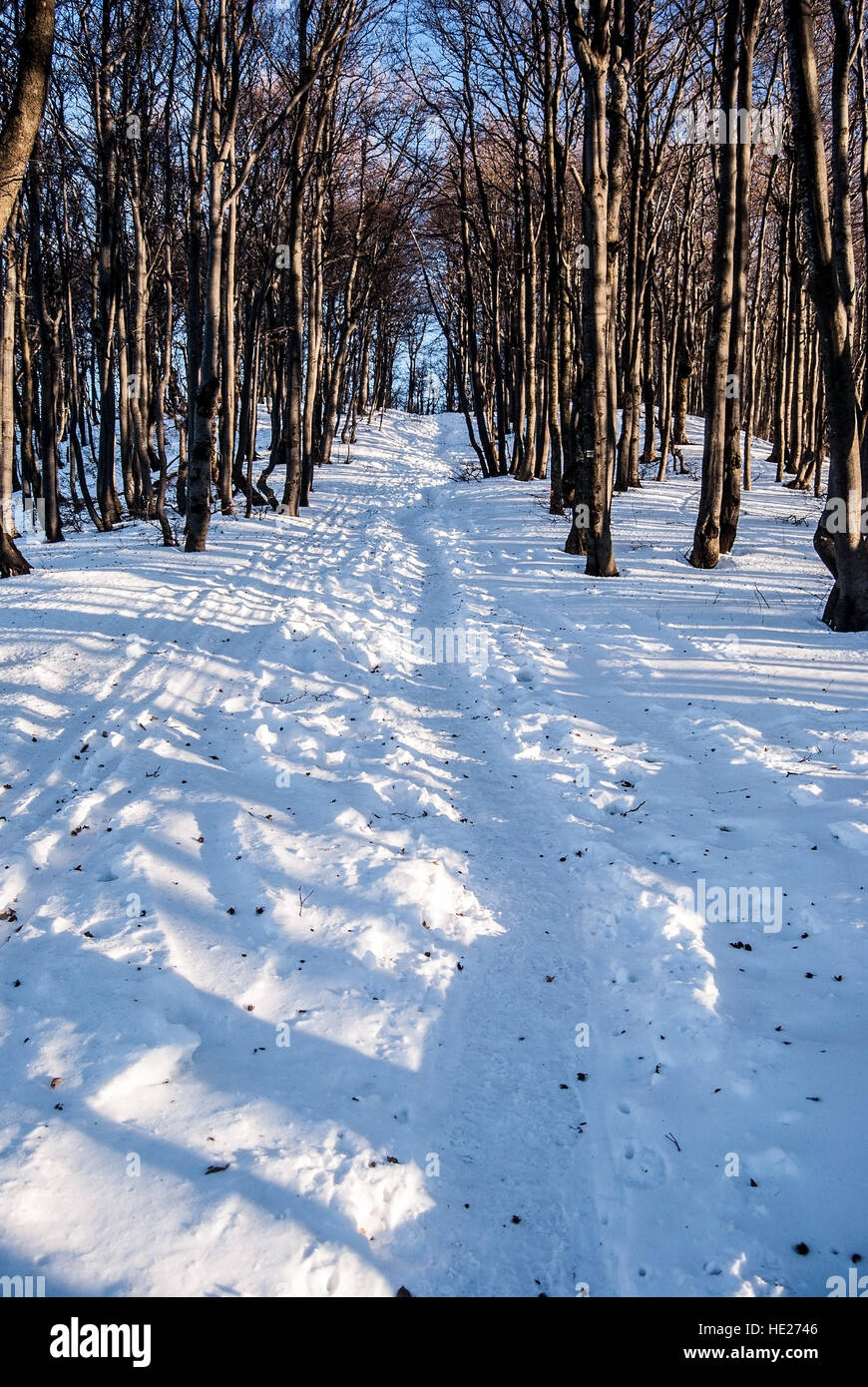 Montagna invernale bosco di latifoglie con neve, sentiero escursionistico e cielo chiaro bellow Klak hill in Mala Fatra montagne in Slovacchia Foto Stock