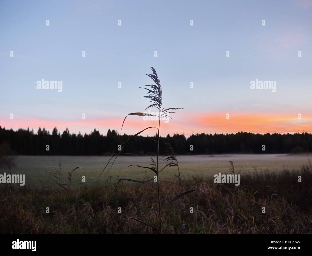 Impianto a fronte del cielo blu di sunrise Foto Stock