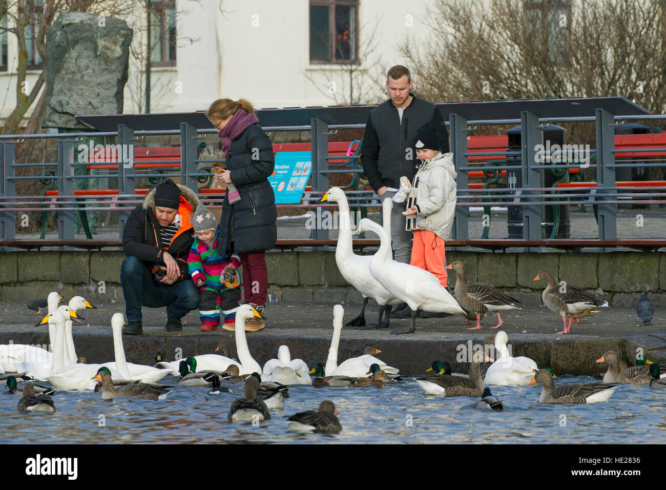 I genitori con bambini alimentando il pane vecchio di anatre e oche e il gregge di whooper cigni al lago nel parco della città in inverno Foto Stock