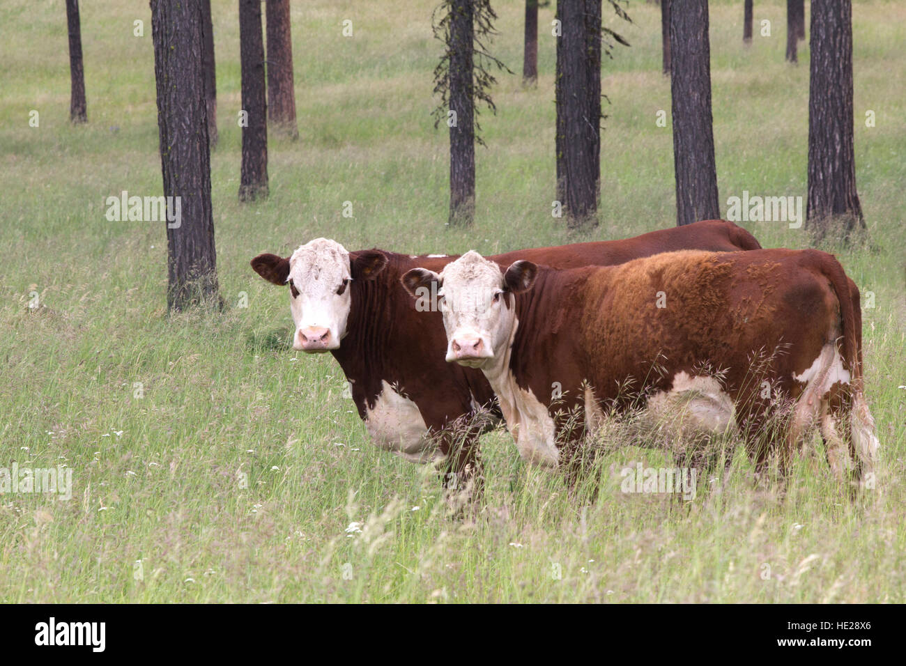 Due Hereford mucche in pascolo Foto Stock