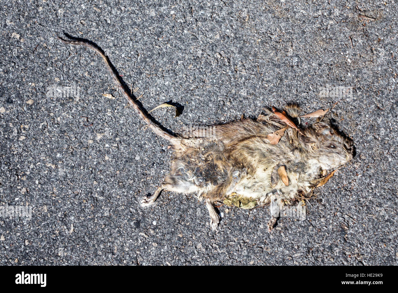 Carcassa di topo morto immagini e fotografie stock ad alta risoluzione -  Alamy