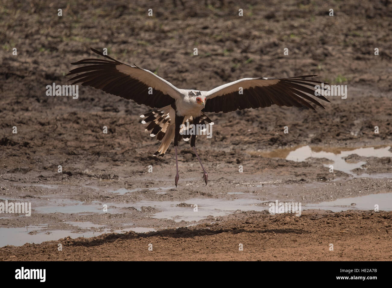 Segretario uccello attorno alla terra nella palude area nel Parco Nazionale di Tarangire e. L'Uccello viene quindi eseguito attraverso la strada per il vicino a Savannah. Foto Stock