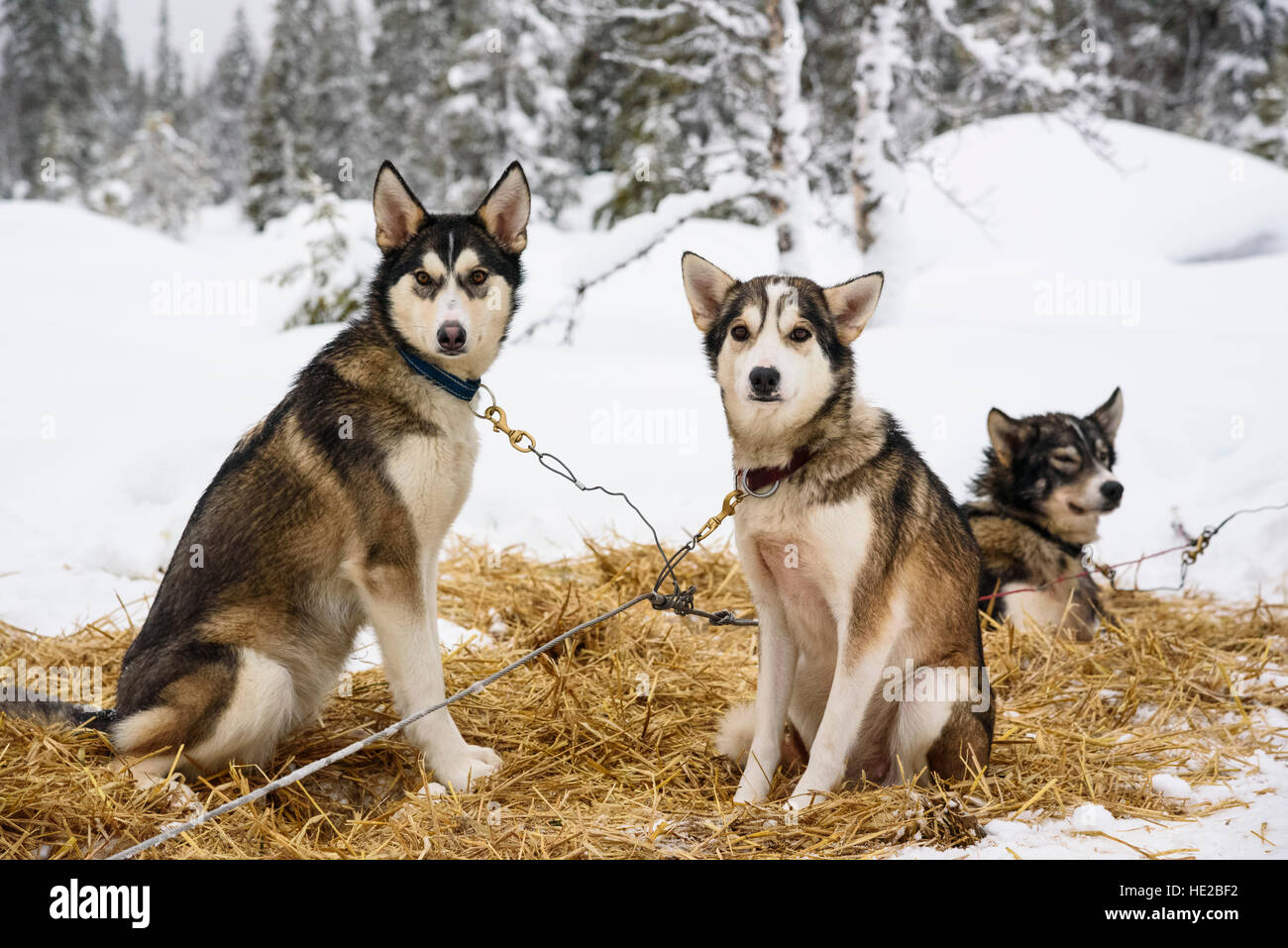 Cani Husky, lo sleddog in Vindelfjällen, Svezia Foto Stock
