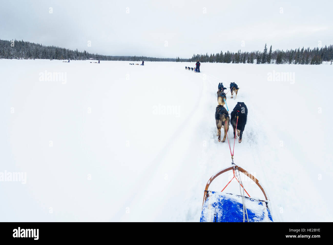 Attraversamento di un lago ghiacciato, lo sleddog in Vindelfjällen, Svezia Foto Stock