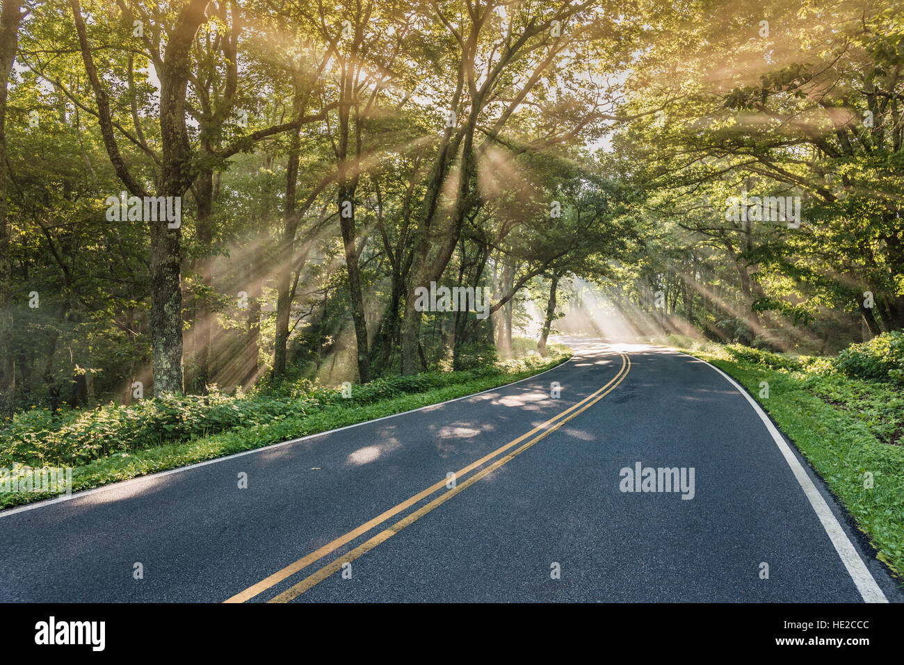 Alberi luminosi di luce nel groviglio di alberi a Shenandoah Foto Stock