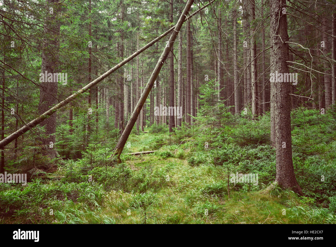 Profonda verde foresta di abeti rossi in tarda estate Foto Stock