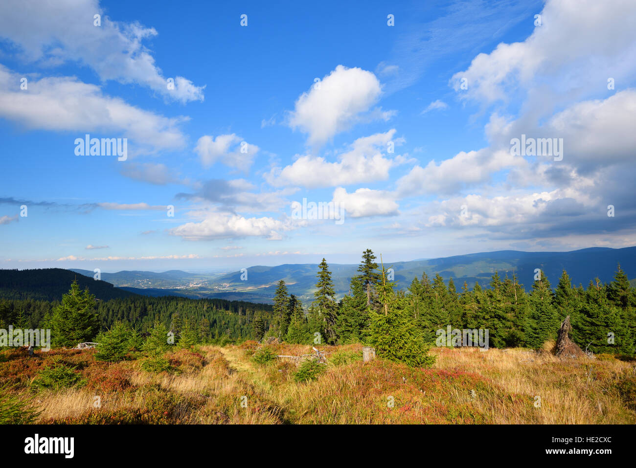 Montagna verde bosco di abete bianco sotto il cielo di nuvole Foto Stock