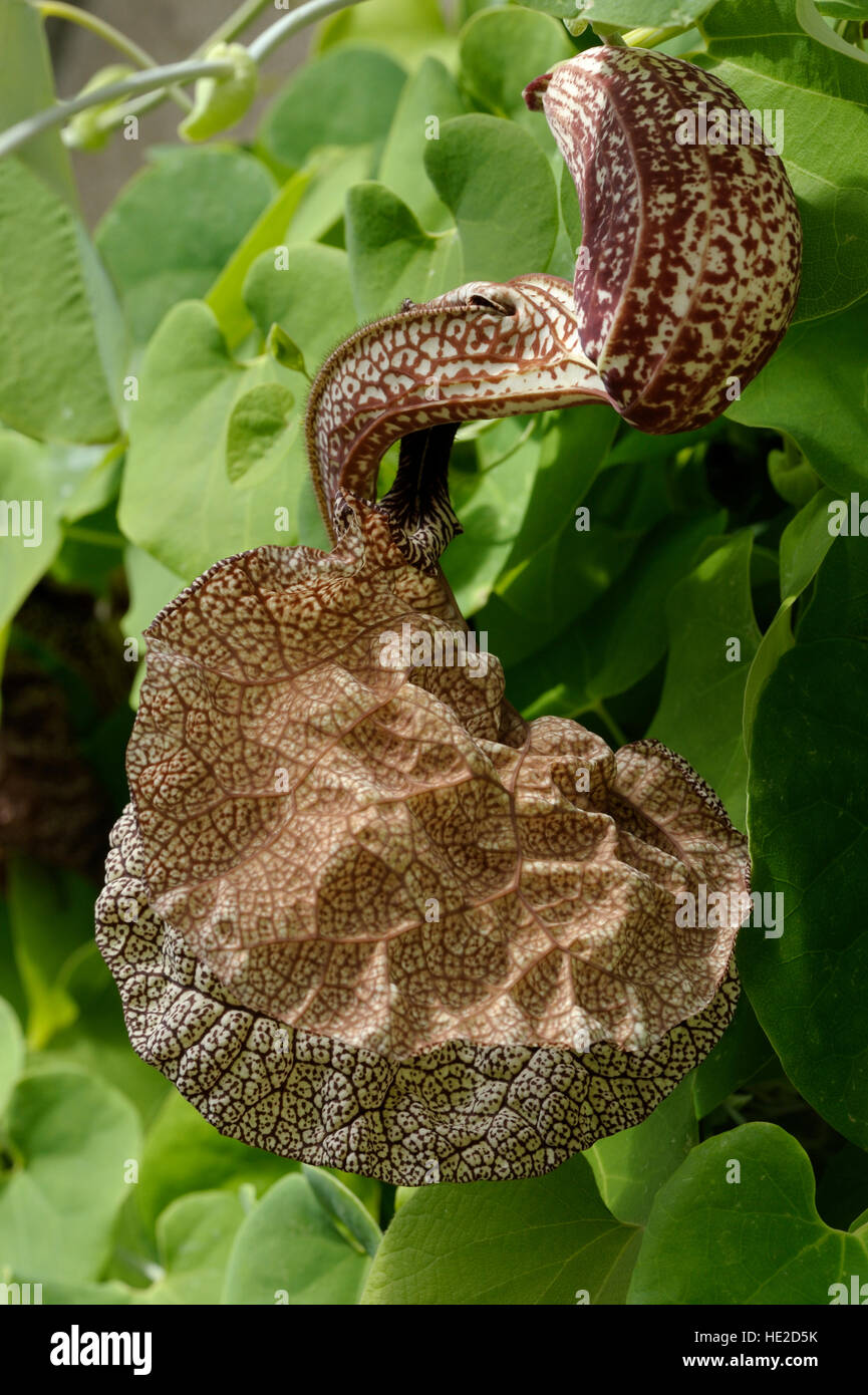 Aristolochia sp. aff. labiata 'Macae de Cima' in fiore Foto Stock