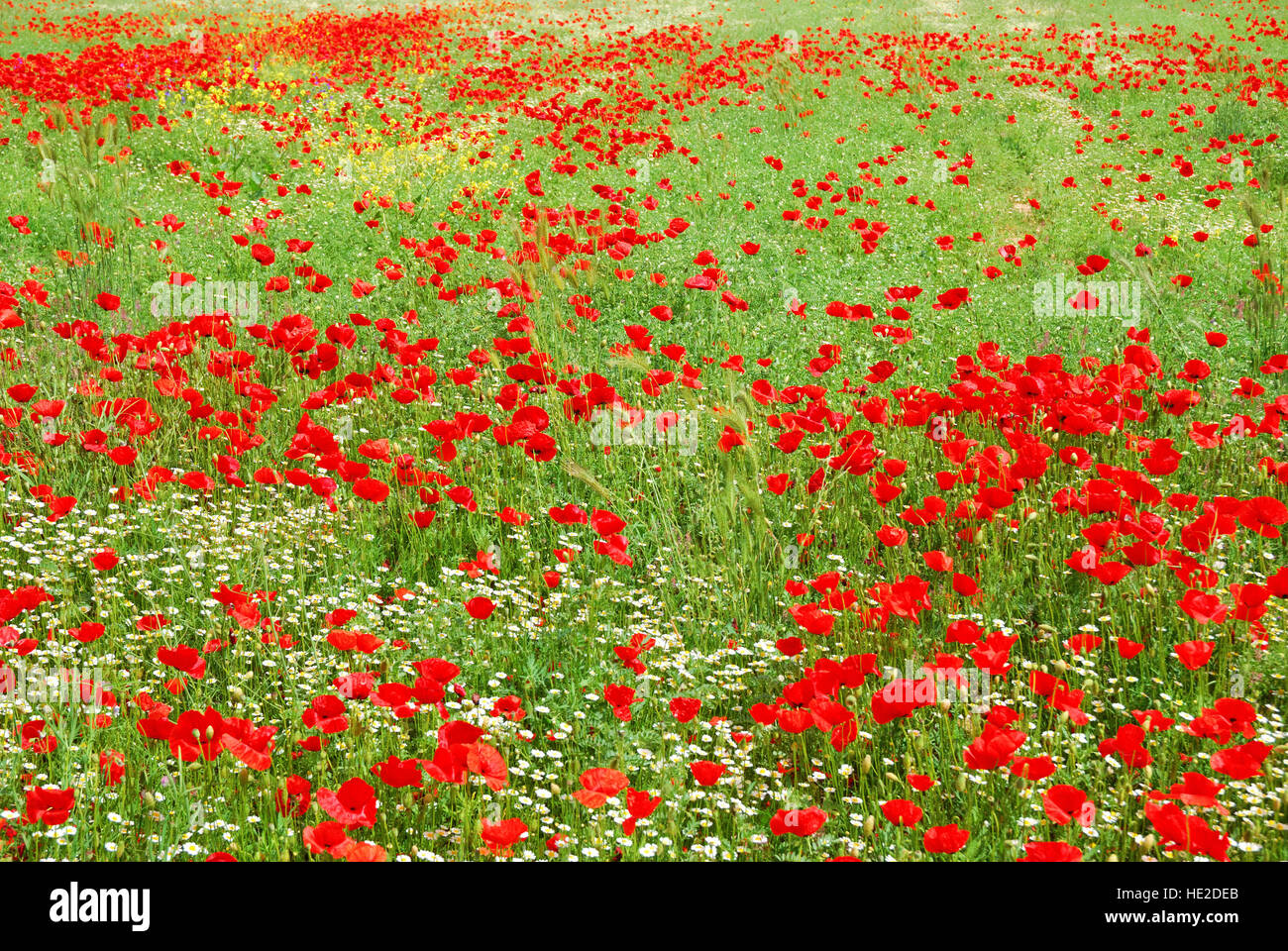 Rosso papavero campo dei fiori che fioriscono in primavera Foto Stock