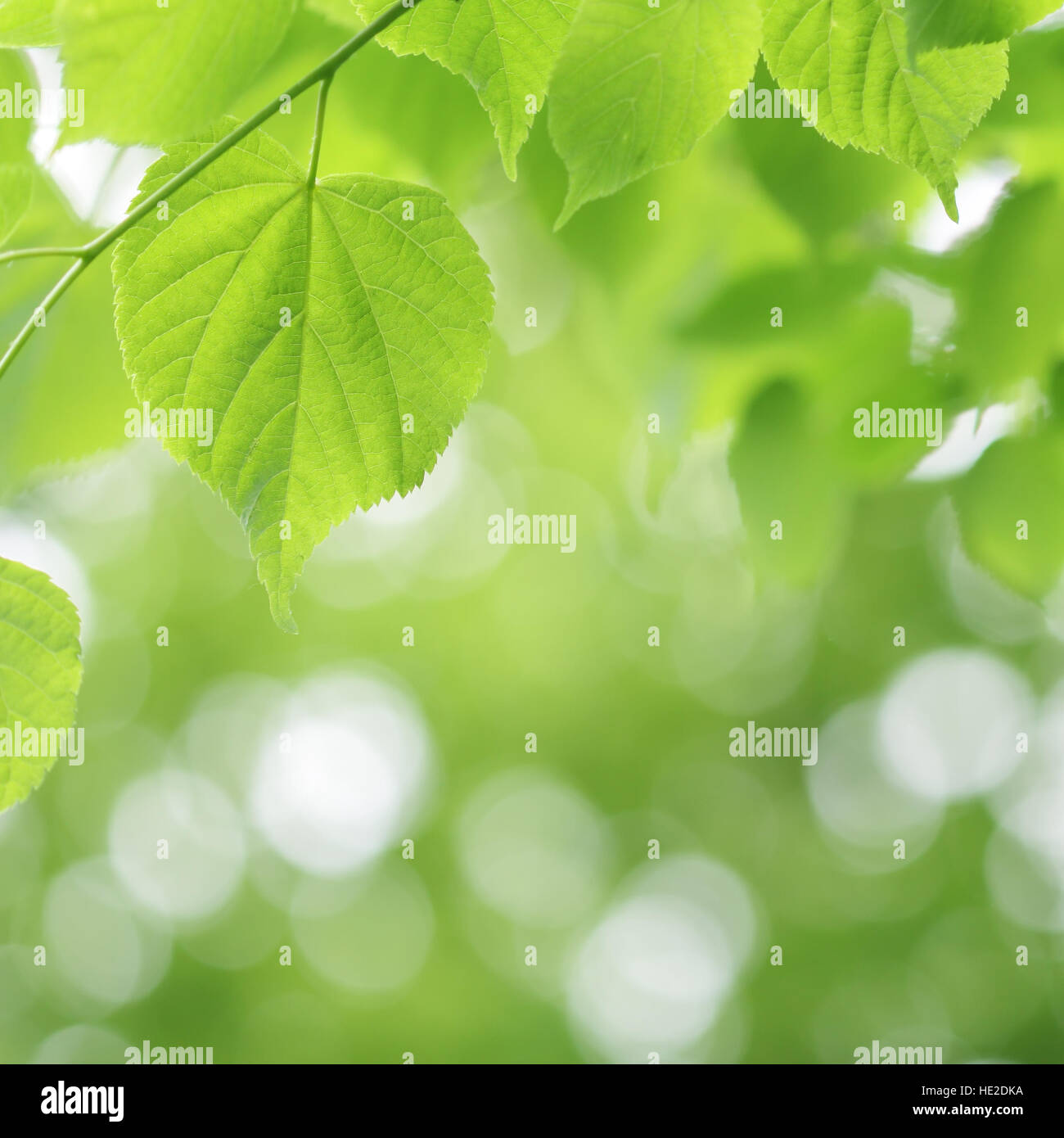 Luce verde tiglio e sfocato sfondo bokeh di fondo Foto Stock
