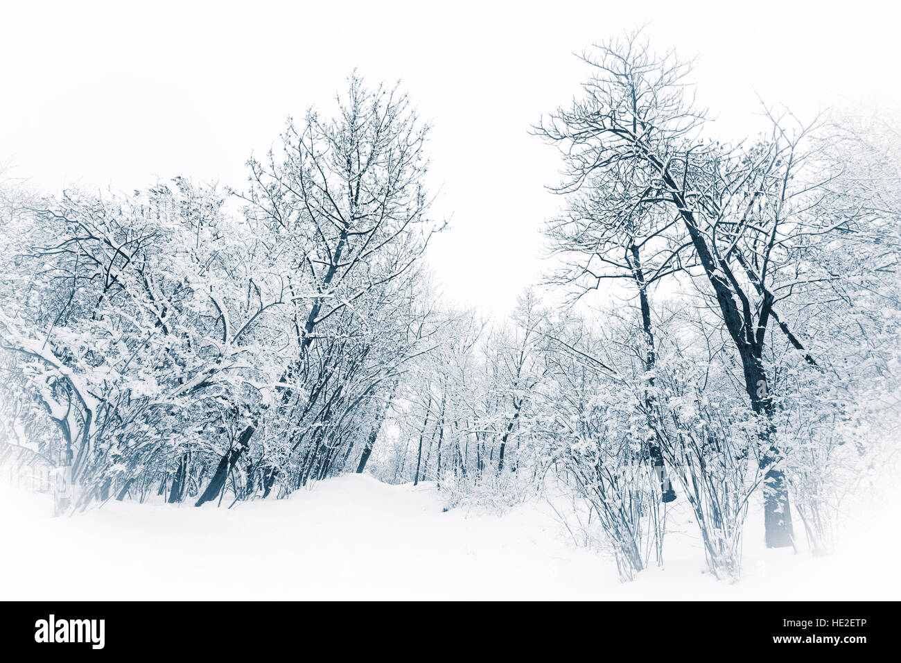 Alberi e cespugli sotto la neve in un blu tono invernale Foto Stock