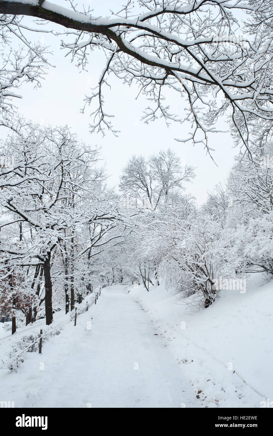 City Park percorso e alberi coperti di neve pesante Foto Stock