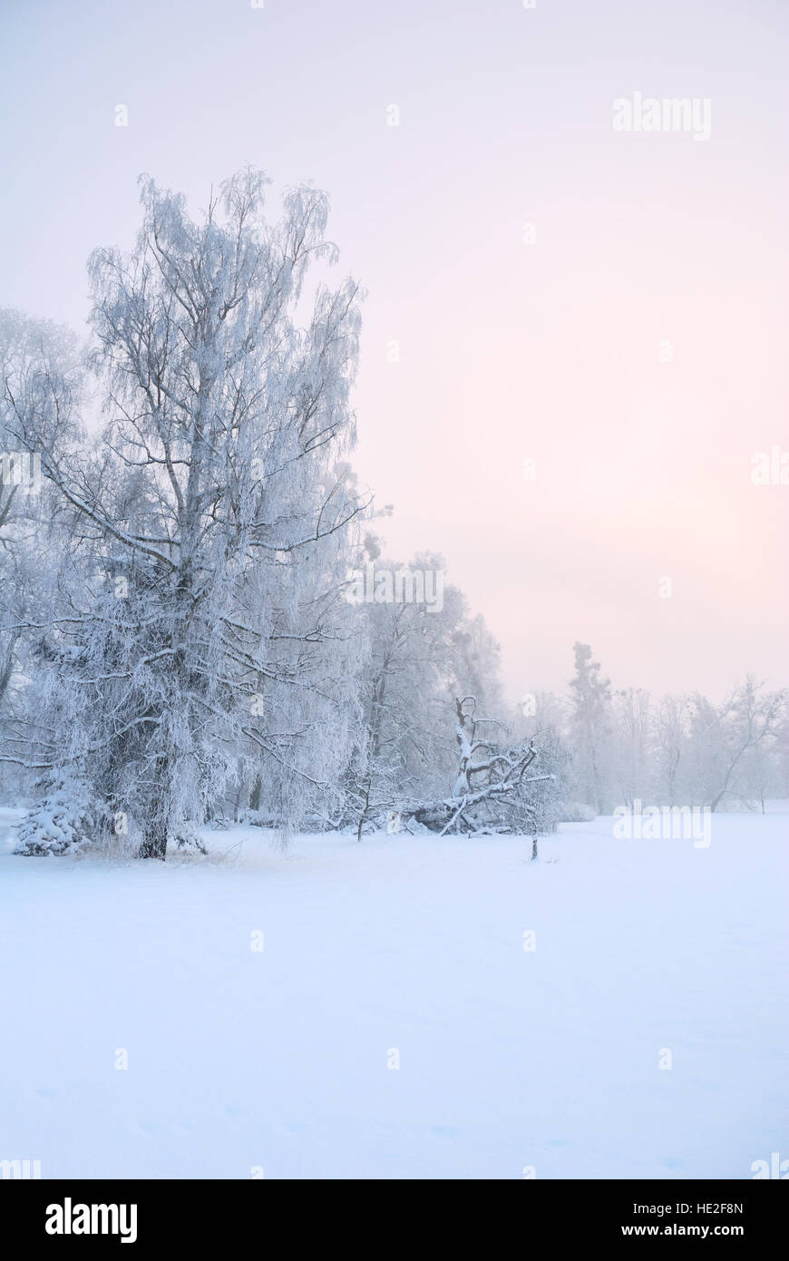 Forest park alberi coperti nel bianco della neve in inverno Foto Stock