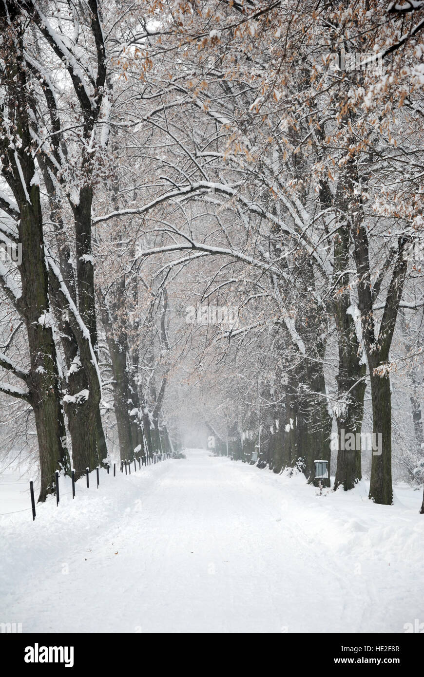 Coperte di neve percorso invernale sotto gli alberi Foto Stock