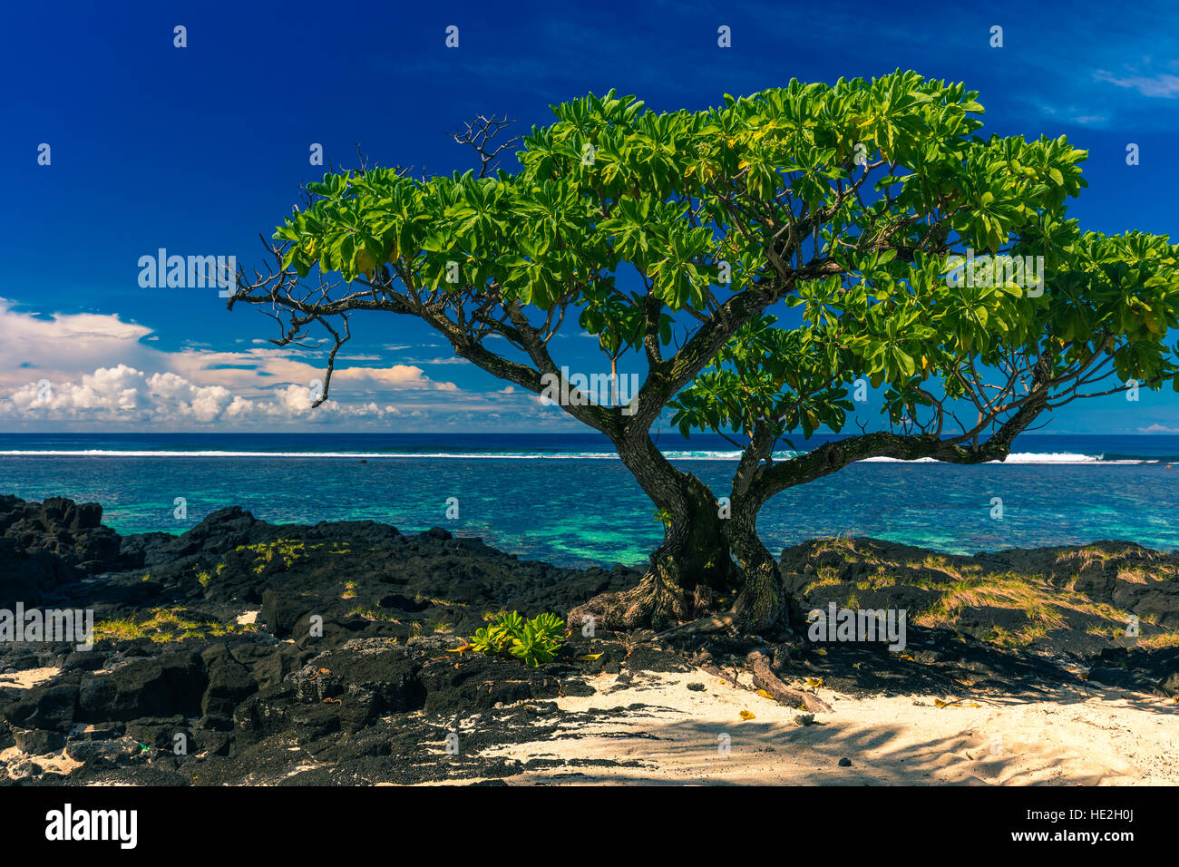 Unico albero su di una spiaggia di lava nera su rocce Upolu, Isole Samoa Foto Stock