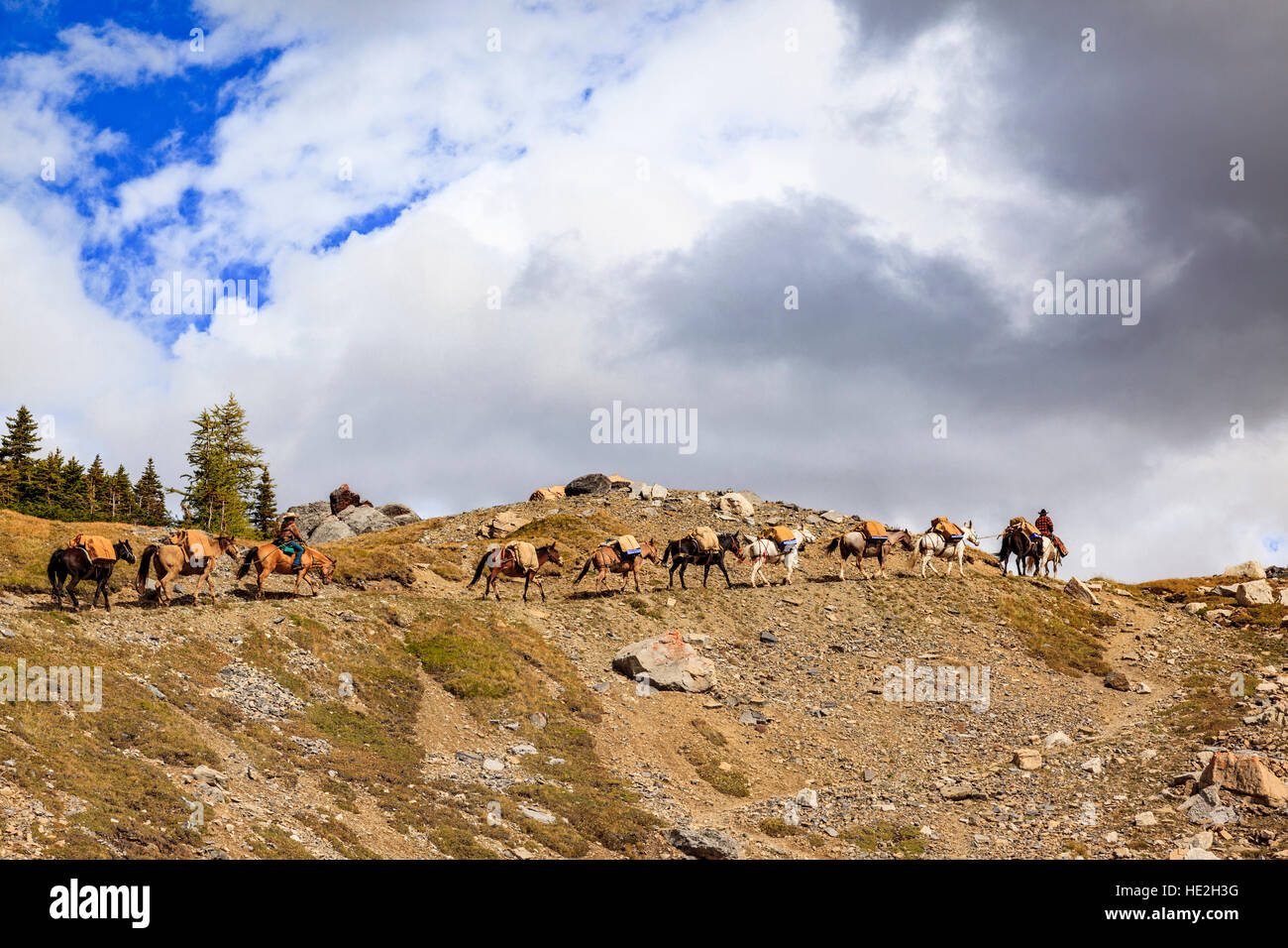 Pack cavalli portano le forniture su un ripido sentiero per Baker Creek Resort di montagna Skoki deserto il Parco Nazionale di Banff Alberta Canada Foto Stock