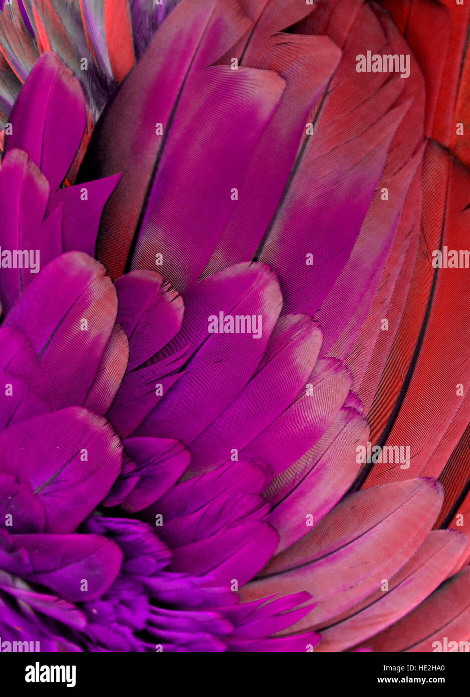 Rosso, rosa e viola piume colorate di un macaw. Foto Stock