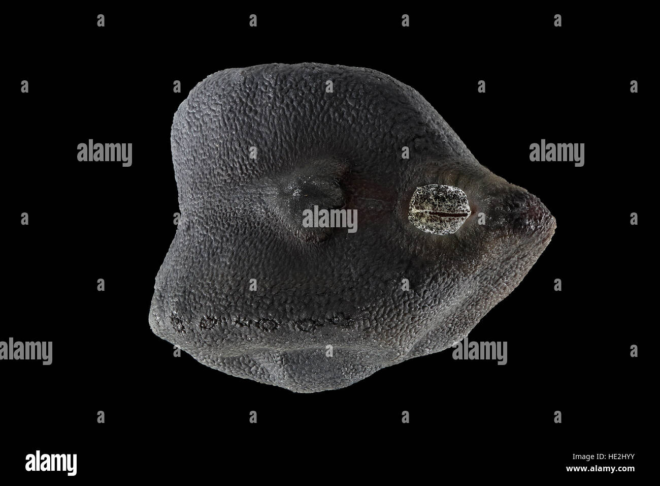 Cicer arietinum, ceci, Kichererbse, sementi, vicino, la dimensione della granella 8-10 mm Foto Stock