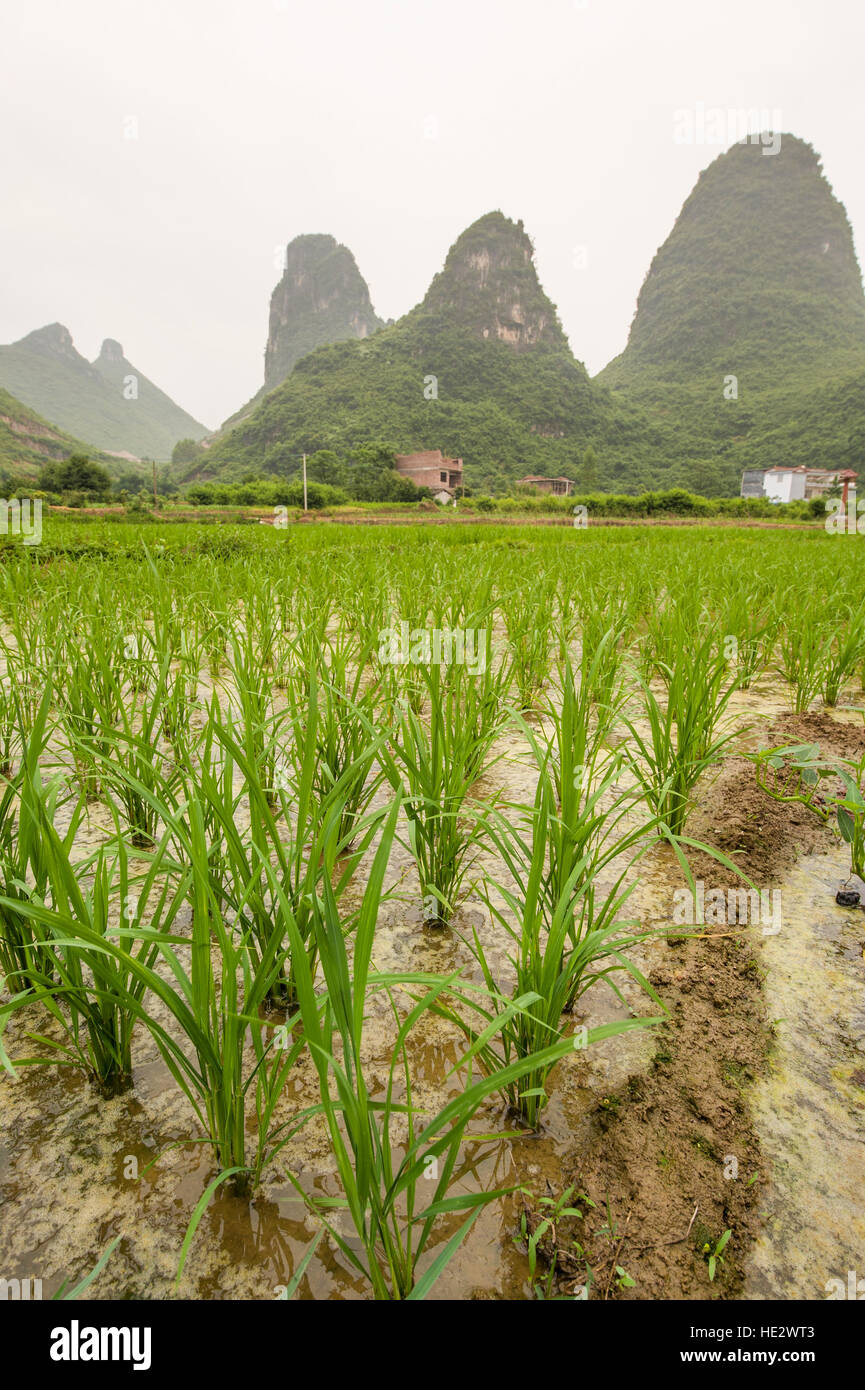 I campi di riso risoni topografia carsica formazioni Paesaggio Montagne Colline geografia Guilin, Cina. Foto Stock