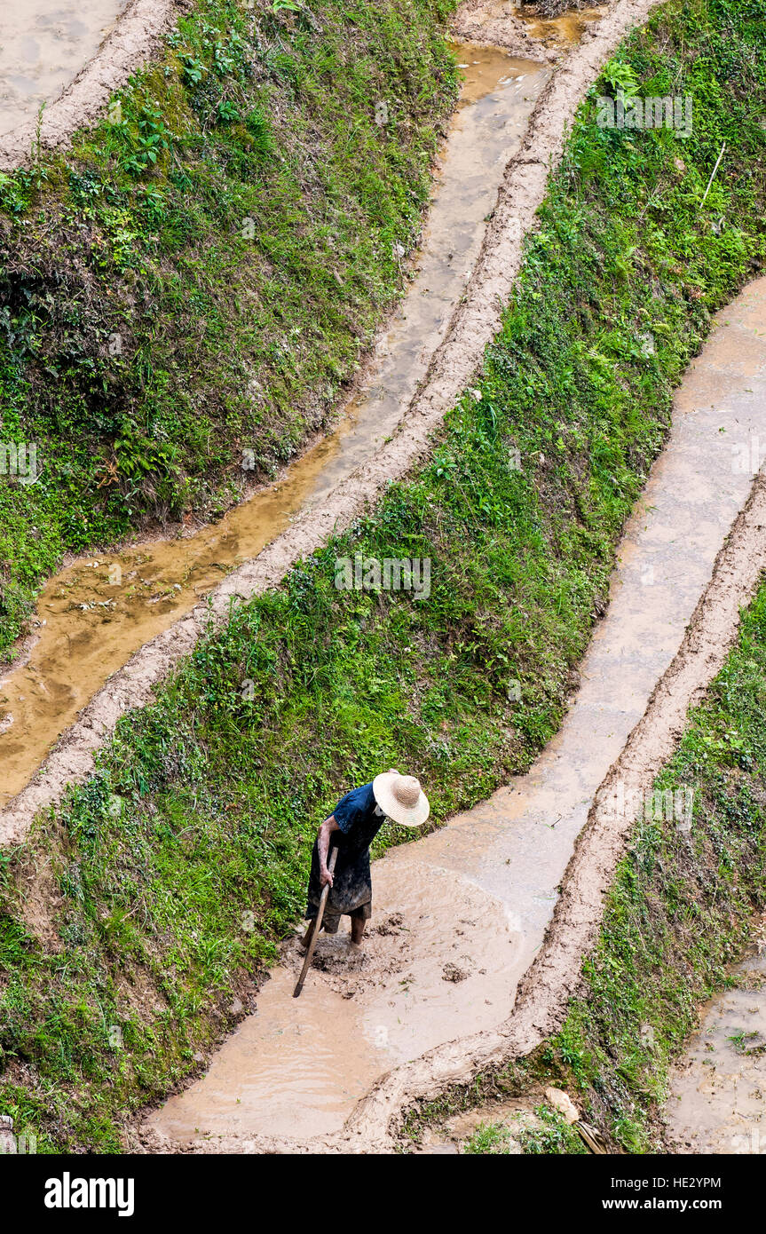 Longsheng Longji spina dorsale del drago terrazze di riso risoni campi sulla collina Longsheng, Guilin, Guangxi, Cina. Foto Stock