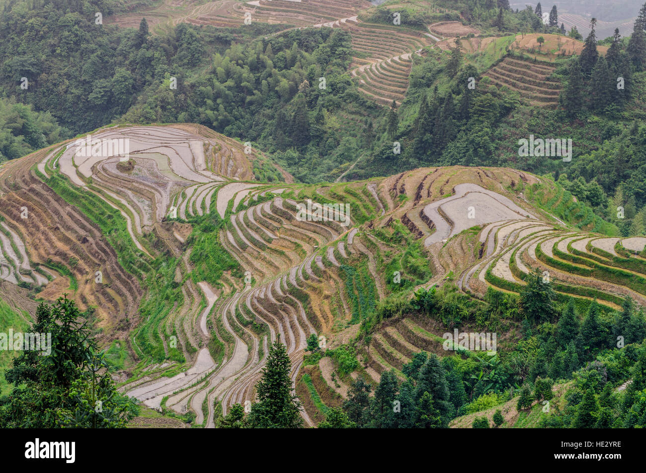 Longsheng Longji spina dorsale del drago terrazze di riso risoni campi sulla collina Longsheng, Guilin, Guangxi, Cina. Foto Stock