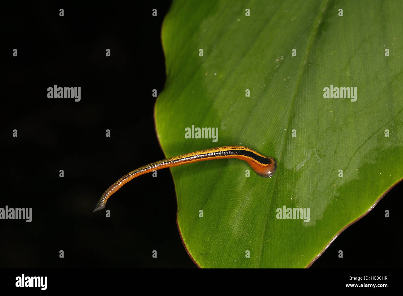 Tiger sanguisuga, Haemadipsa picta, sulla lamina Foto Stock