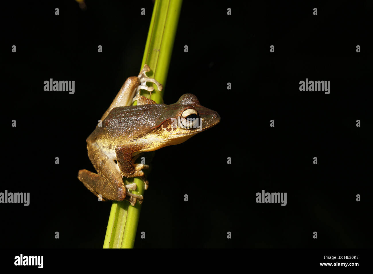 File-eared raganella, Polypedates otilophus, sul gambo reed di notte Foto Stock