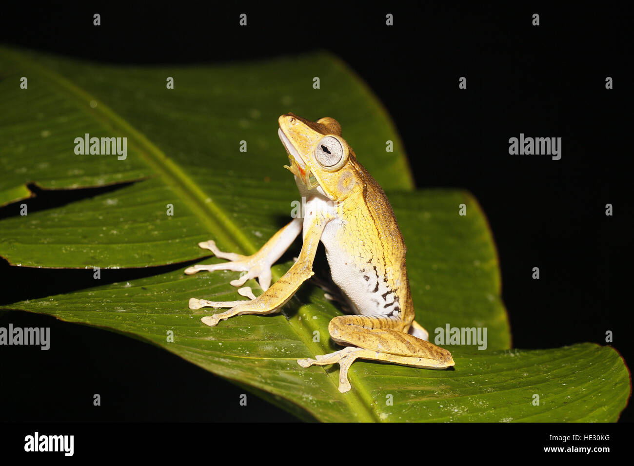 File-eared raganella, Polypedates otilophus, su foglie di notte dopo aver consumato una Jade raganella, Rhacophorus dulitensis, - solo una gamba visibile Foto Stock