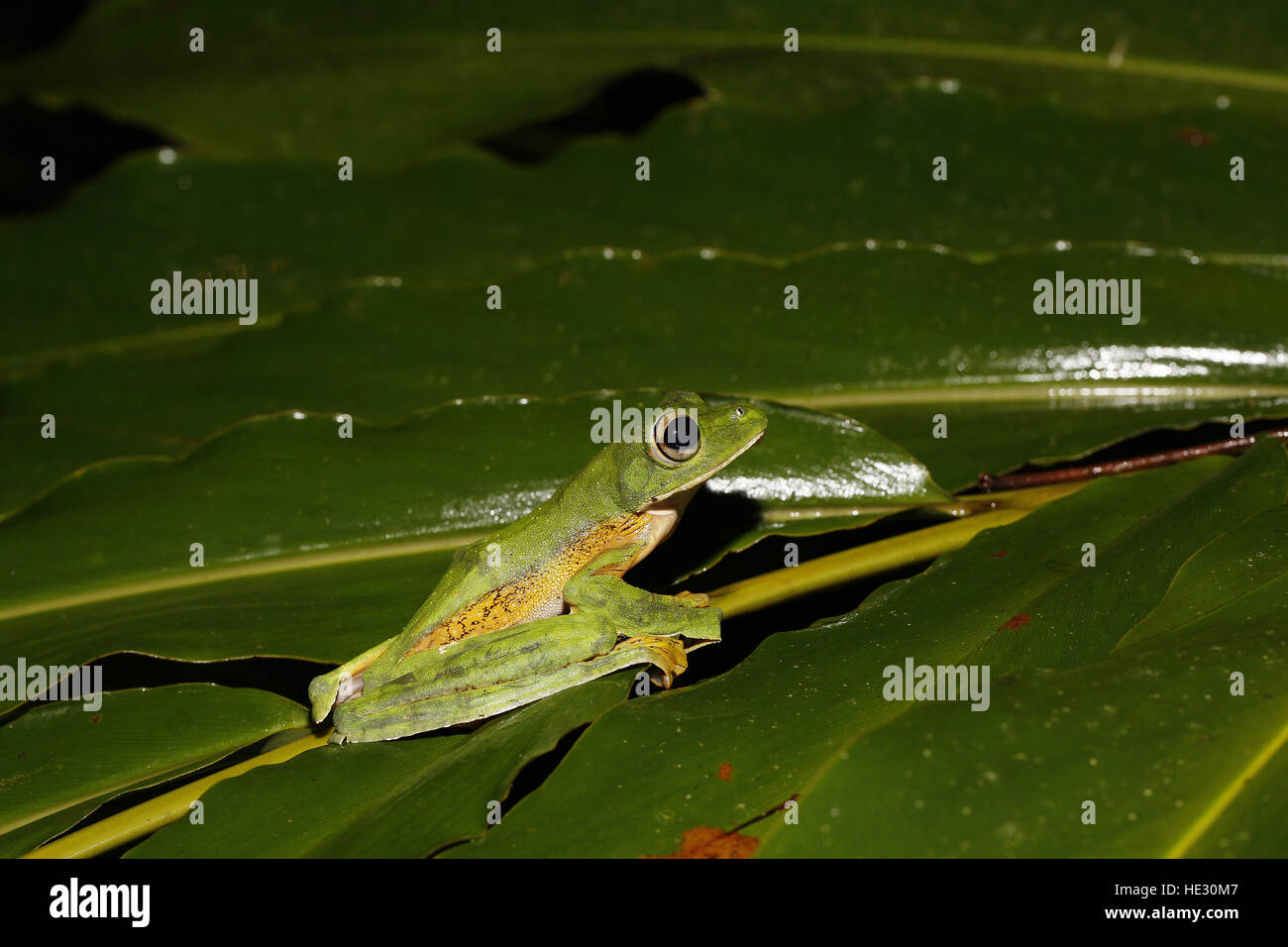 Wallace's Flying Frog, Rhacophorus nigropalmatus Foto Stock