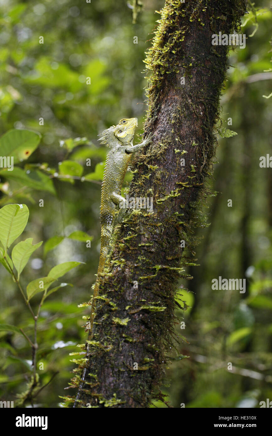 Kinabalu (crested) Dragon, Hypsicalotes kinabaluensis Foto Stock