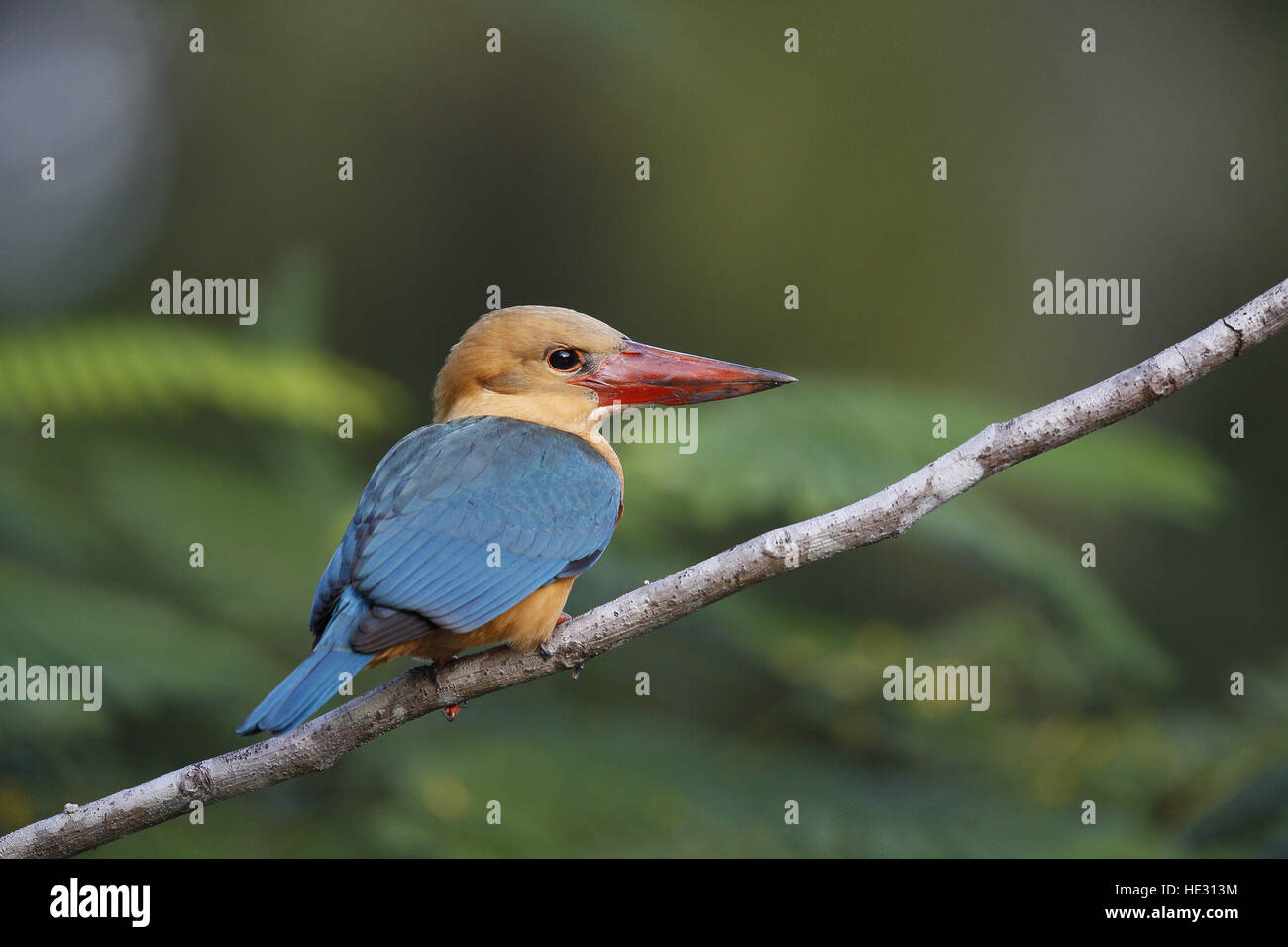 Stork fatturati Kingfisher, Pelargopsis capensis, sulla caccia pesce persico Foto Stock