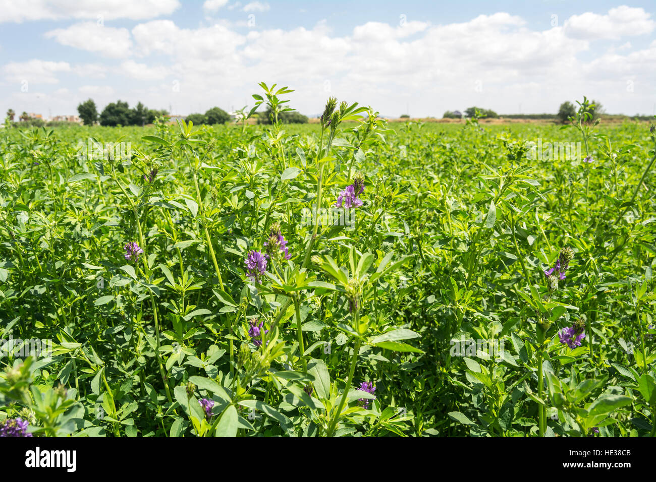Medicago sativa in bloom (erba medica) Foto Stock