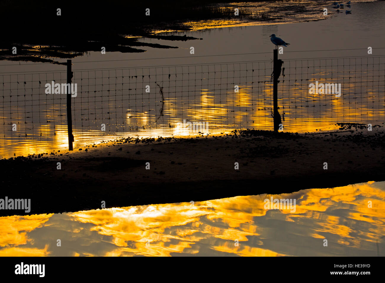 Testa nera gabbiano sulla recinzione in paludi allagate Salthouse Norfolk Foto Stock