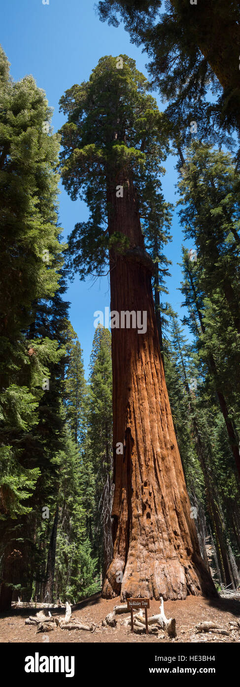 McKinley albero in Ntional Sequoia Park Foto Stock