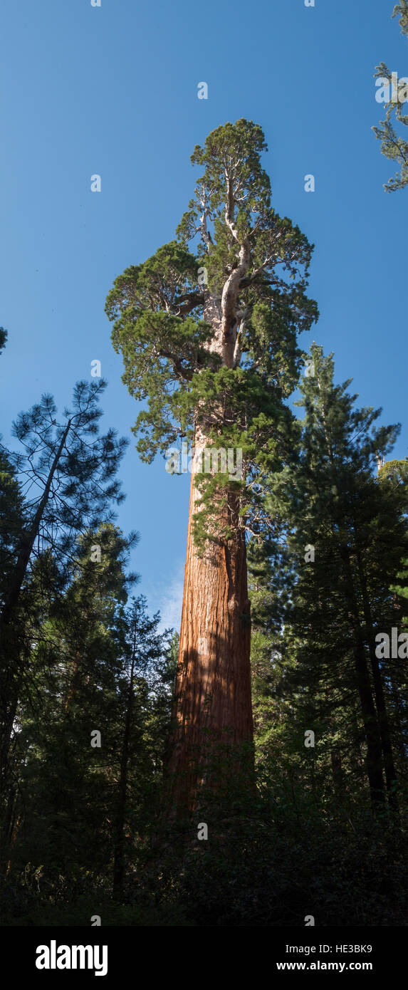 Sequoia gigante tree Foto Stock