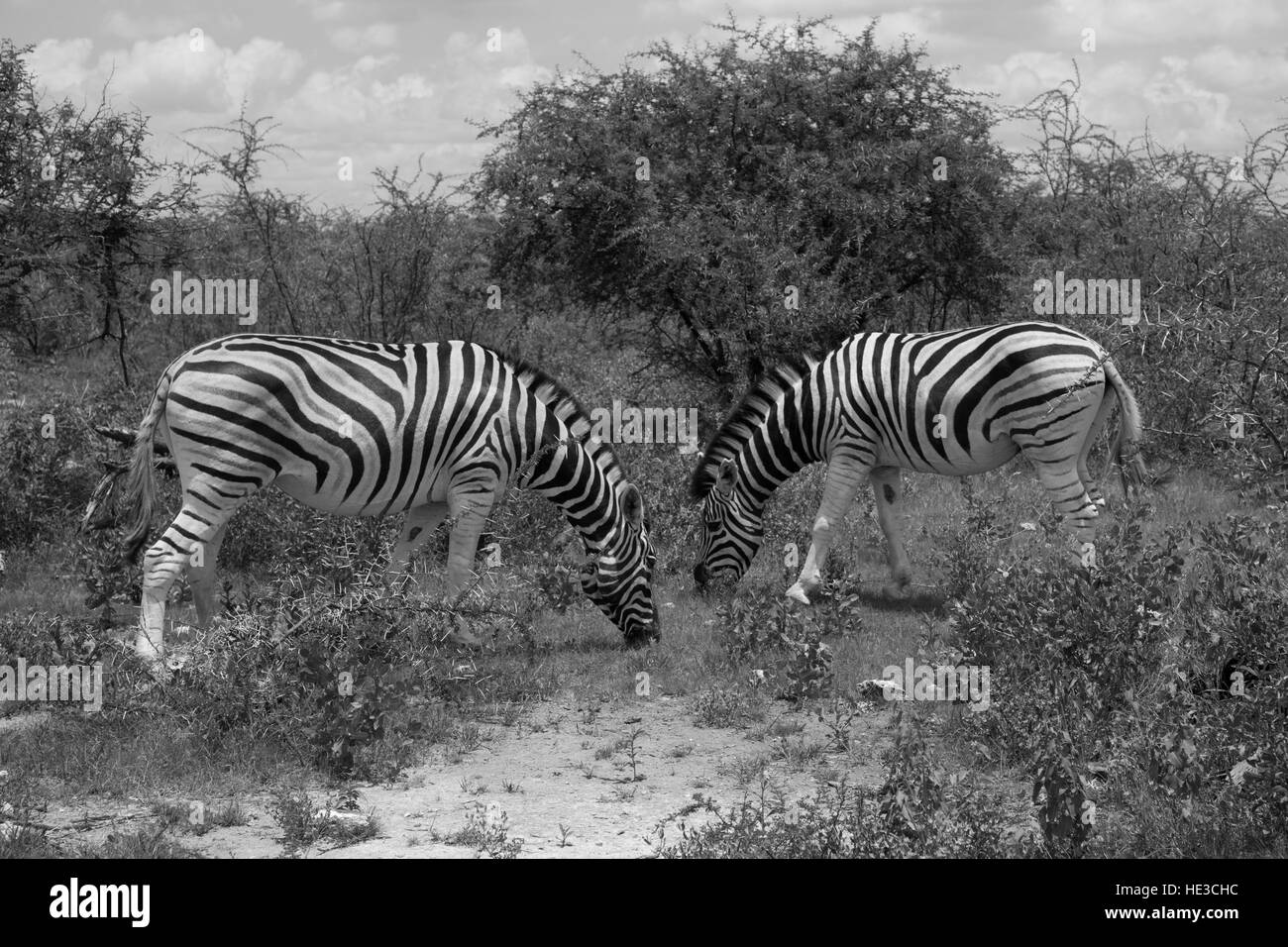 Due zebre in cerca di cibo nel deserto nel Parco Etosha, Namibia, Sud Africa Foto Stock