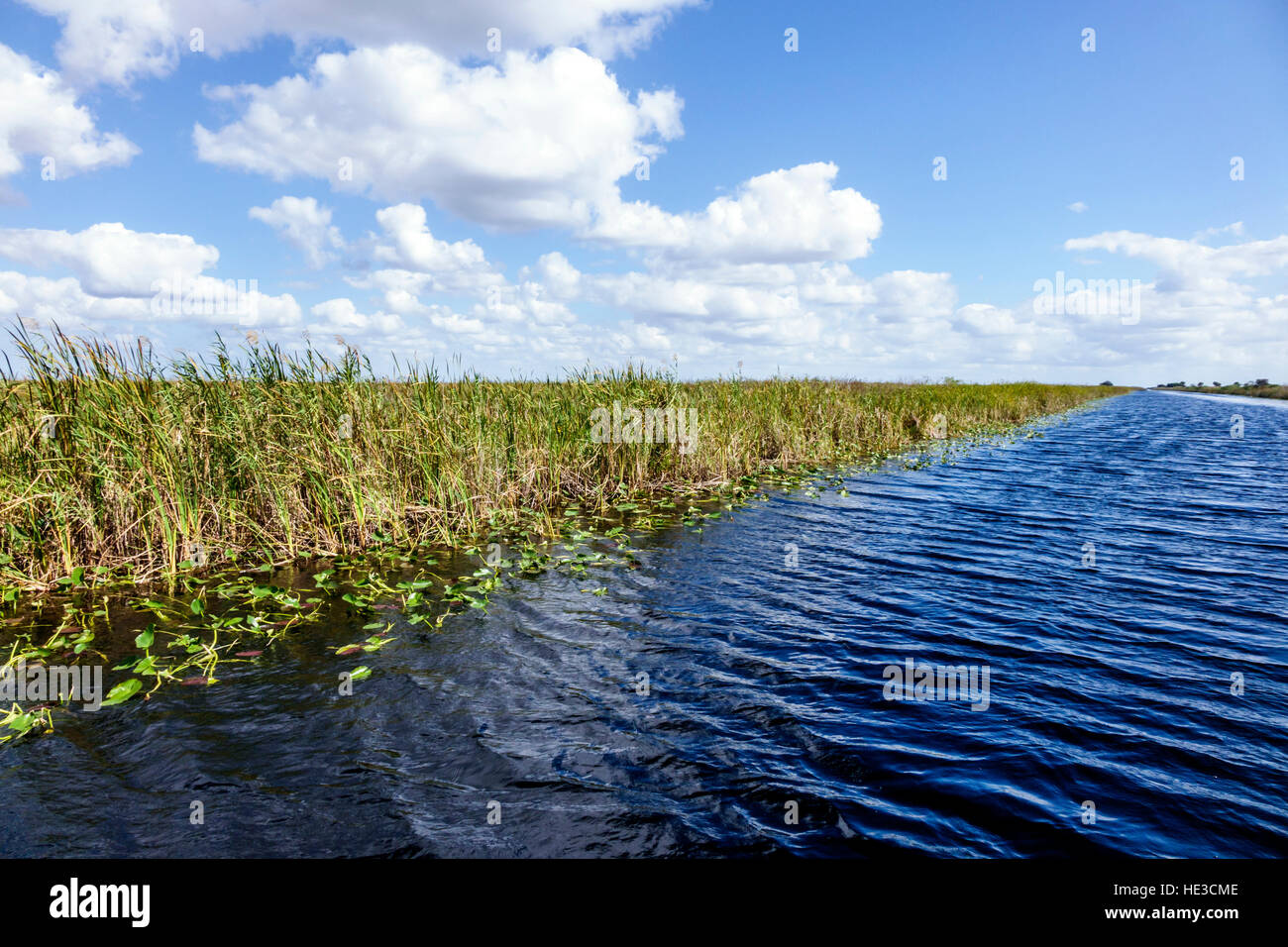 Florida Everglades, Alligator Alley, Cladium mariscus jamaicense, seghe-erba, sawgrass, acqua, Francis S. Taylor Wildlife Management Area, FL161125058 Foto Stock