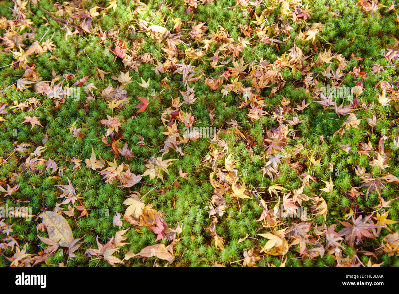Foglie di autunno a Sanzen-nel tempio, O'hara, prefettura di Kyoto, Giappone Foto Stock