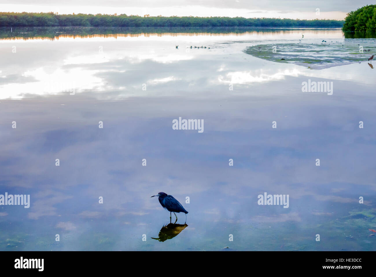 Florida Sanibel Island, J. N. J.N. JN Ding Darling National Wildlife Refuge, piccolo airone blu Egretta caerulea, FL161129281 Foto Stock