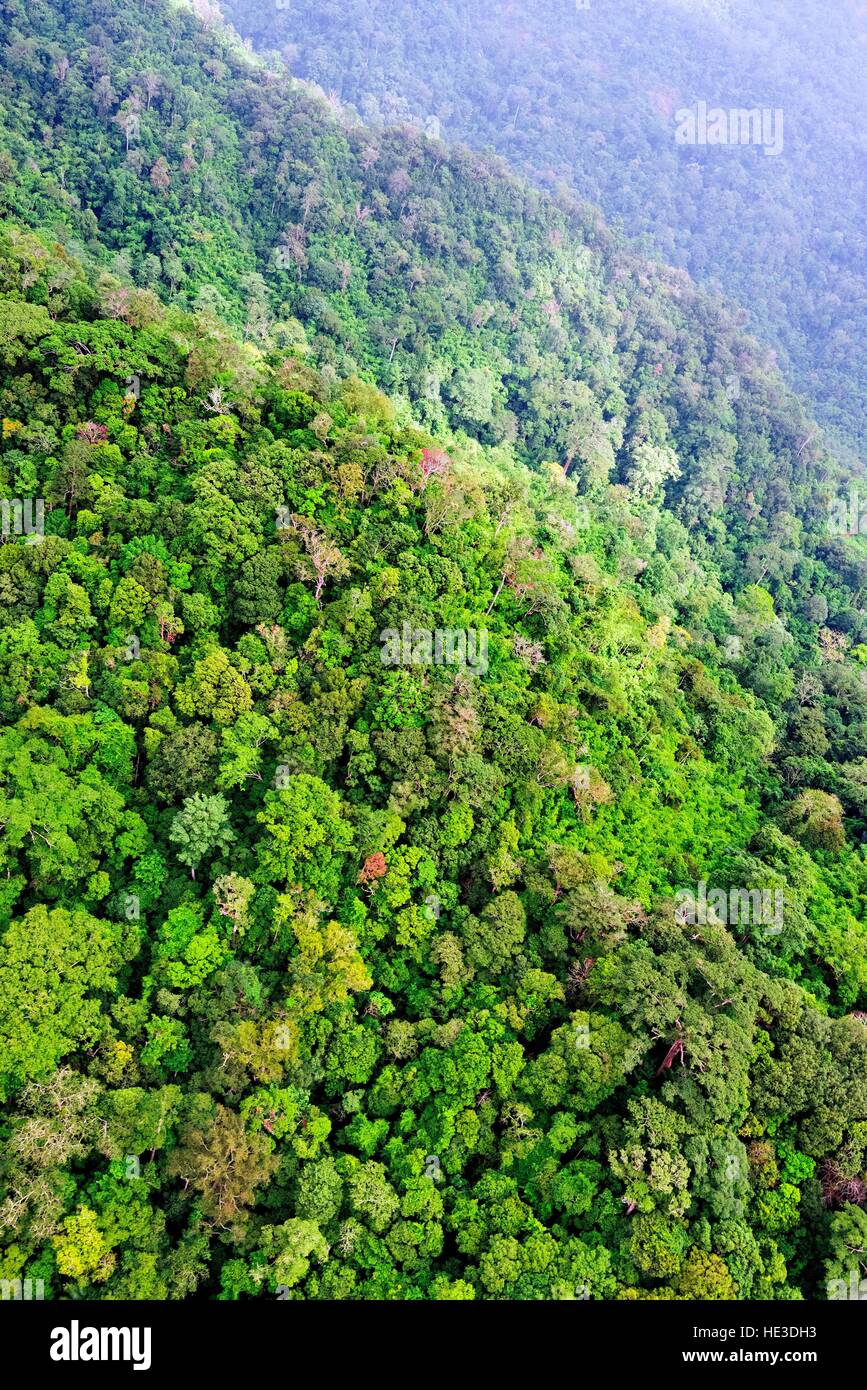 Vista aerea della foresta Foto Stock