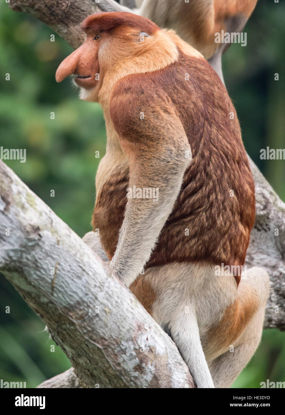 Proboscide maschio di scimmia (Nasalis larvatus) Vista laterale Foto Stock