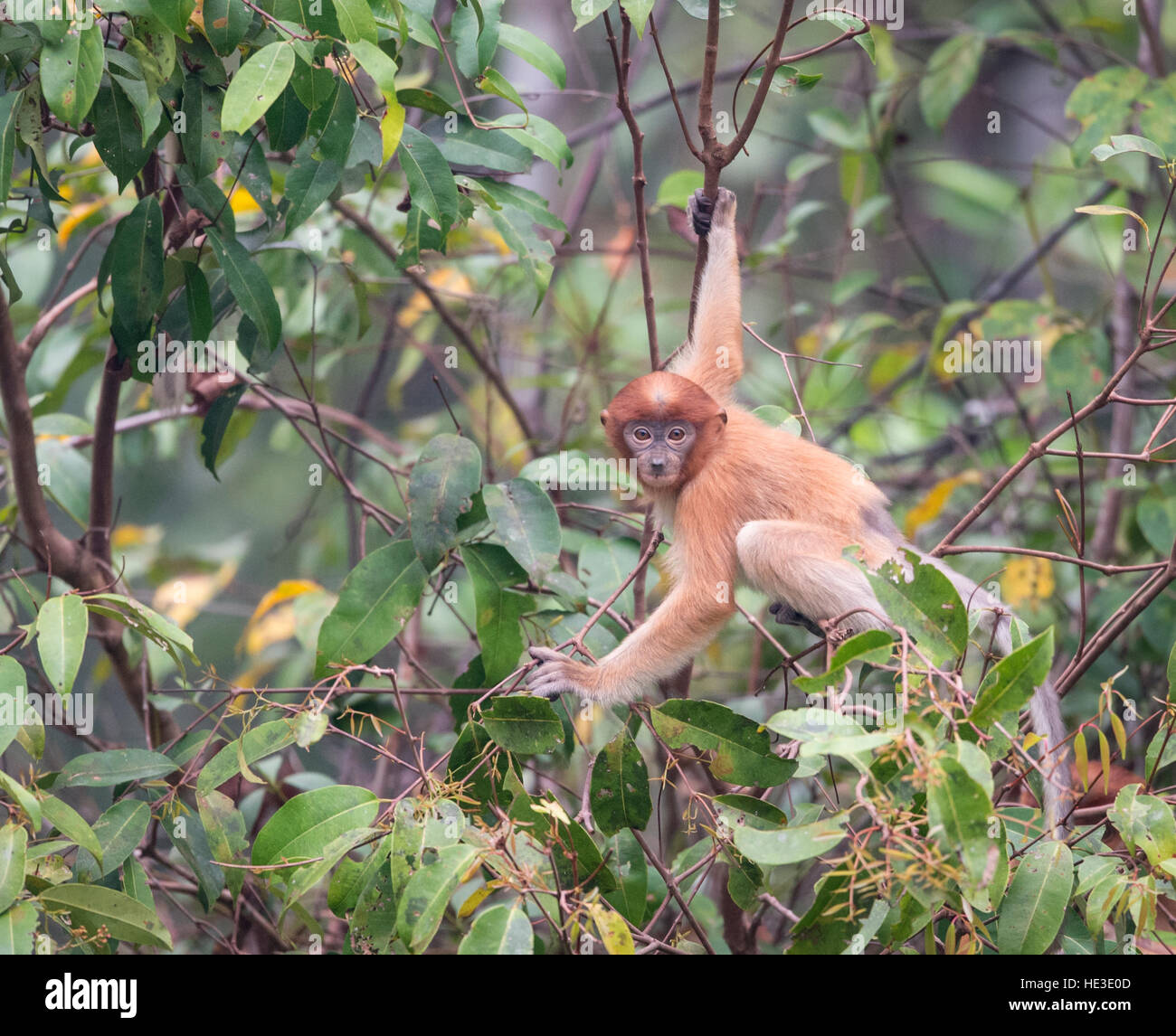 Proboscide femmina di scimmia (Nasalis larvatus) nella foresta del Borneo Foto Stock