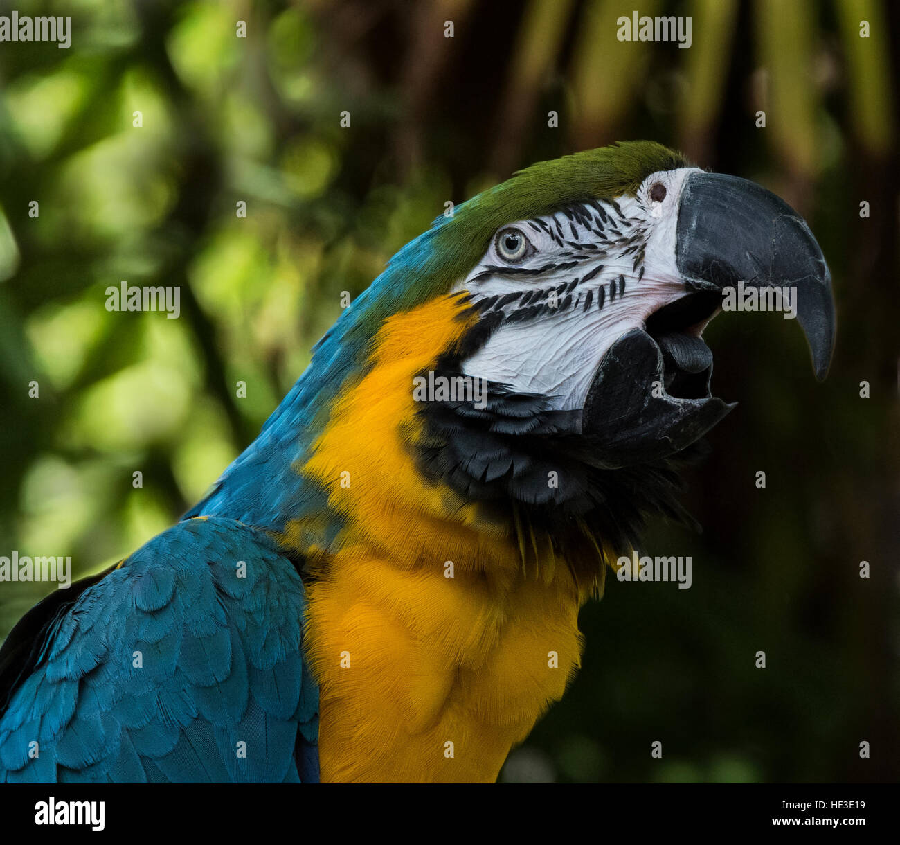 Close up Blu e Oro Macaw (Ara ararauna) Foto Stock