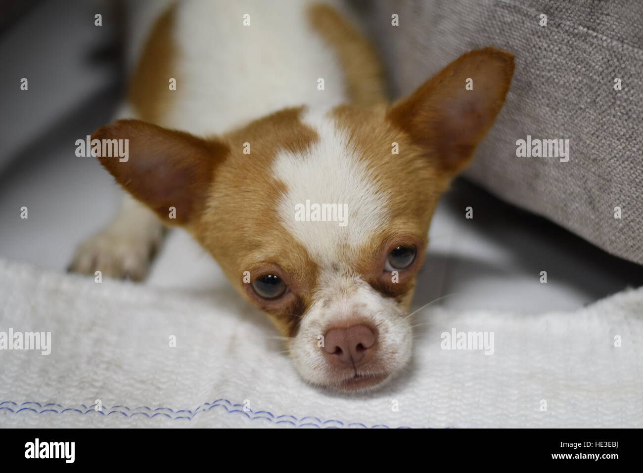 Cane bianco marrone chihuahua grandi occhi cucciolo permanente Foto Stock